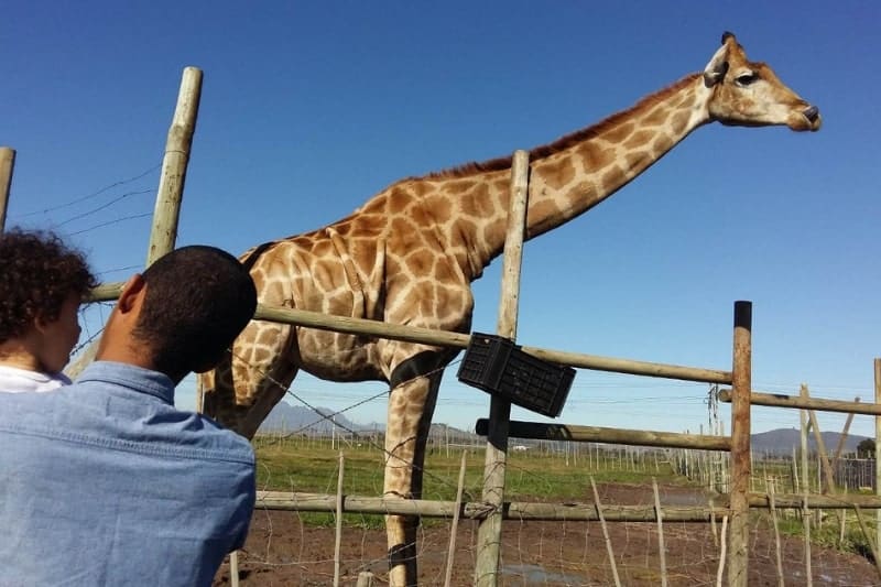 7 Nature Reserves In Stellenbosch You Can Visit - giraffe house