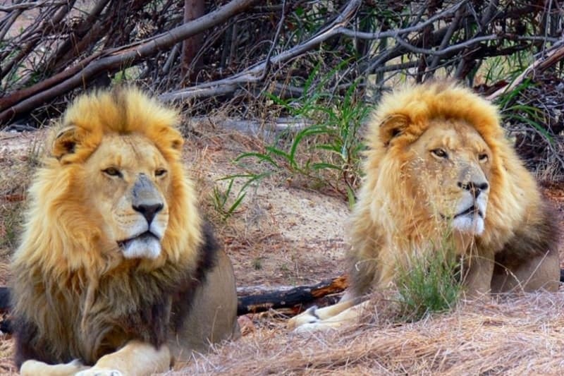 7 Nature Reserves In Stellenbosch You Can Visit - Drakenstein Lion Park