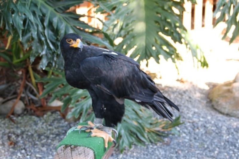 7 Nature Reserves In Stellenbosch You Can Visit - eagle encounters
