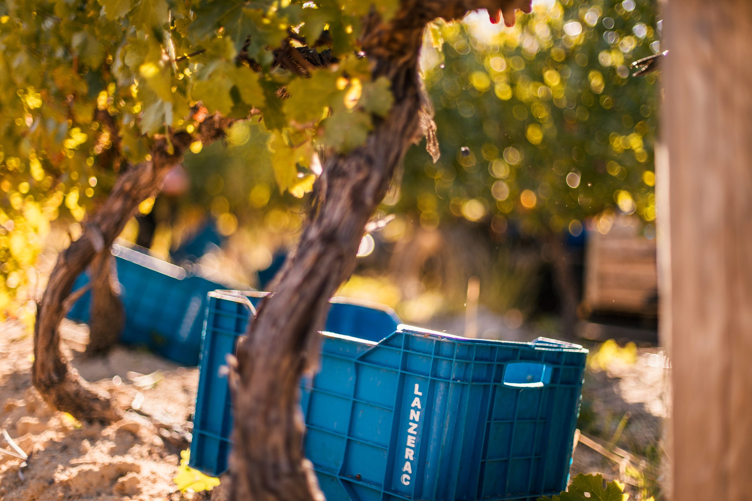 South Africa’s Grape Harvest: The Heart of Winemaking