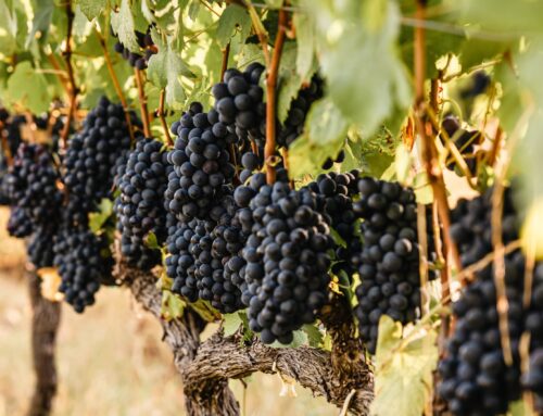 A Love Affair with the Land