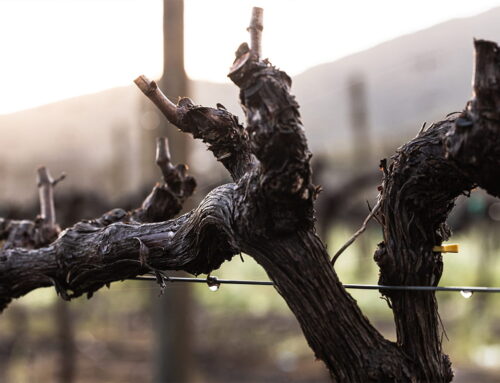 Winter Starts in the Vineyard – And Ends in Your Glass